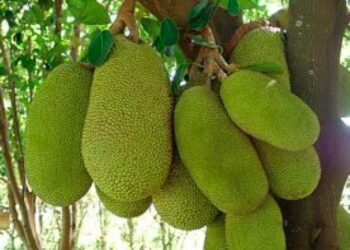 Académicos impulsan las propiedades de la jaca