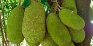 Académicos impulsan las propiedades de la jaca