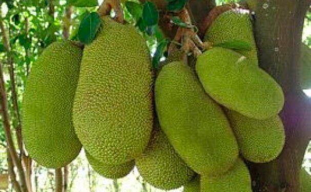 Académicos impulsan las propiedades de la jaca