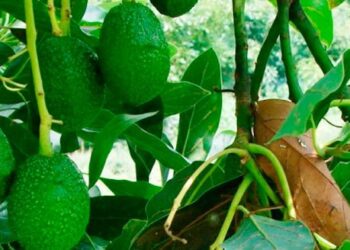 Avispas contra las plagas del aguacate