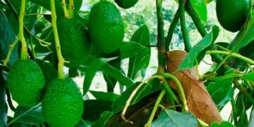 Avispas contra las plagas del aguacate