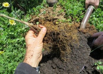 Uso de complejos orgánicos en la agricultura