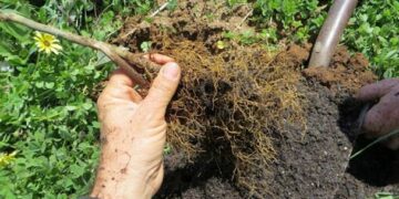 Uso de complejos orgánicos en la agricultura