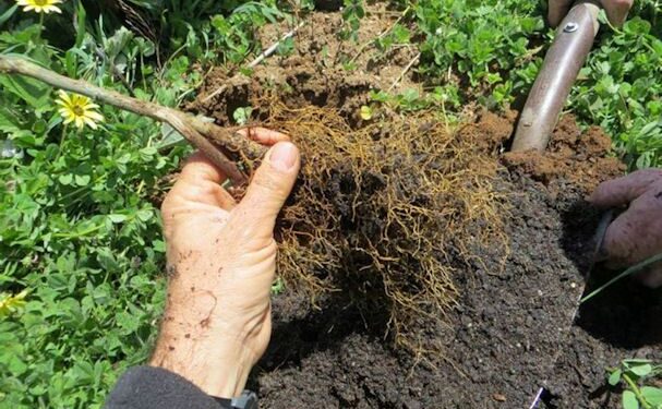 Uso de complejos orgánicos en la agricultura