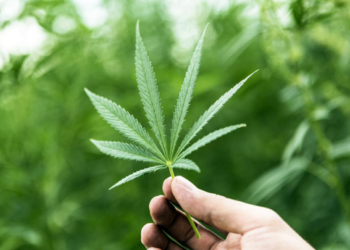 38 productos con derivados de marihuana podrán ser comercializados en México