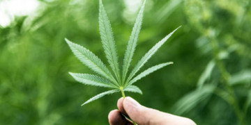 38 productos con derivados de marihuana podrán ser comercializados en México