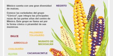 México cuenta con una gran diversidad de maíces
