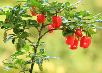 La capsaicina para el manejo de insectos plaga