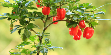 La capsaicina para el manejo de insectos plaga