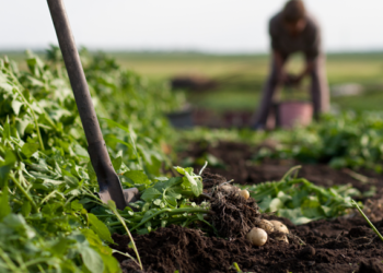 Micorrizas, los biofertilizantes del futuro que vienen del pasado