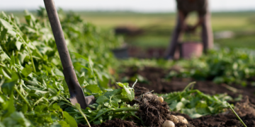 Micorrizas, los biofertilizantes del futuro que vienen del pasado