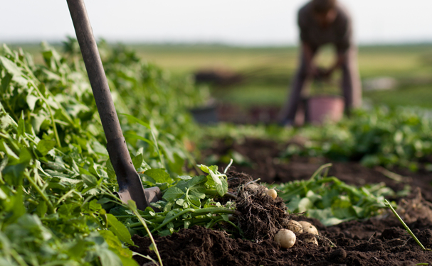 Micorrizas, los biofertilizantes del futuro que vienen del pasado
