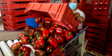 Aumenta 17% superávit agroalimentario de México