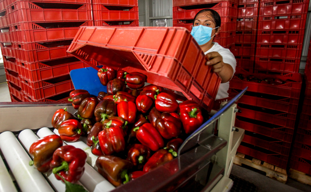 Aumenta 17% superávit agroalimentario de México