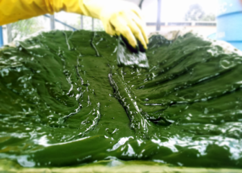 Biodiesel sostenible a partir de microalgas