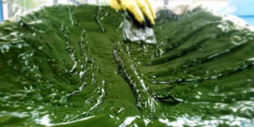 Biodiesel sostenible a partir de microalgas