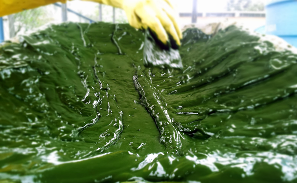 Biodiesel sostenible a partir de microalgas