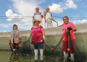 Consumo per cápita de pescado en México aumenta de 9 a 13 kilos