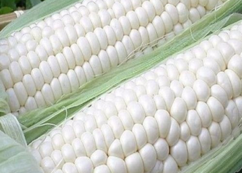 Corteva Agriscience presenta en México nueva marca de semillas mejoradas