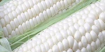 Corteva Agriscience presenta en México nueva marca de semillas mejoradas