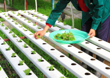 Desarrolla el IPN tecnología limpia para mayor productividad de cultivos