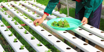 Desarrolla el IPN tecnología limpia para mayor productividad de cultivos