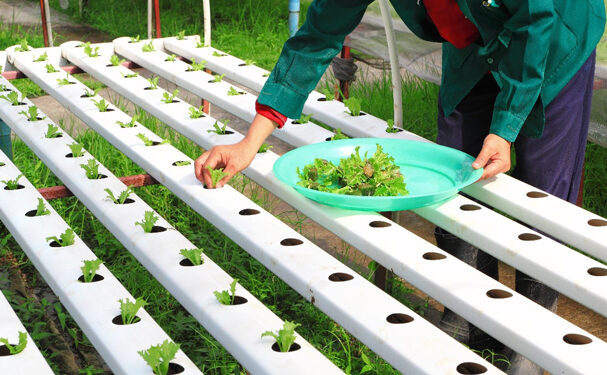 Desarrolla el IPN tecnología limpia para mayor productividad de cultivos