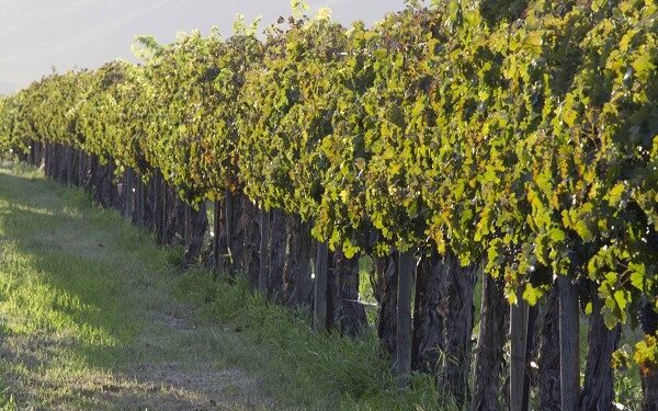 Producción con equilibrio