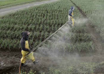 Emisiones agrícolas podrían reducirse con reforestación