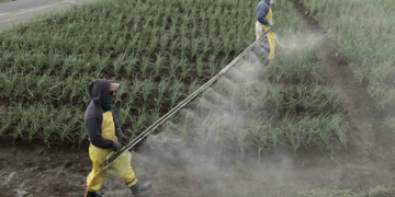 Emisiones agrícolas podrían reducirse con reforestación