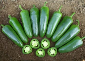 Emprender con jalapeños orgánicos