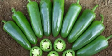 Emprender con jalapeños orgánicos