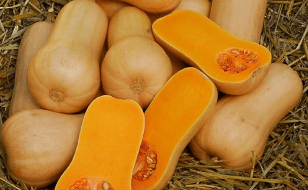 Empresa ecológica impulsa proyecto de calabaza colombiana