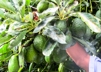 Especialistas del Inifap desarrollan modelos óptimos para madurar aguacate