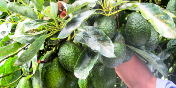 Especialistas del Inifap desarrollan modelos óptimos para madurar aguacate