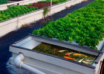 Estudiantes convierten residuos de peces para nutrición de cultivos