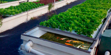 Estudiantes convierten residuos de peces para nutrición de cultivos