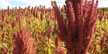 Investigadores impulsan cultivo de “súper amaranto”