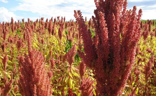 Investigadores impulsan cultivo de “súper amaranto”