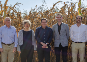MasAgro duplica rendimientos de maíz y trigo