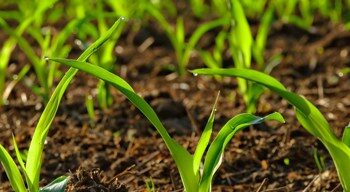 Microjardinería salvadoreña impulsa insumos orgánicos