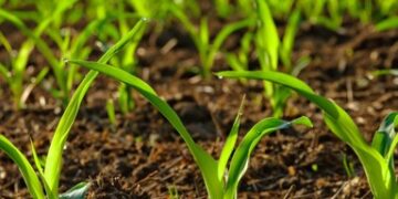 Microjardinería salvadoreña impulsa insumos orgánicos