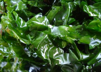 Algas marinas “dan vida” a los suelos agrícolas