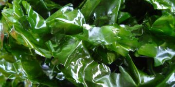 Algas marinas “dan vida” a los suelos agrícolas