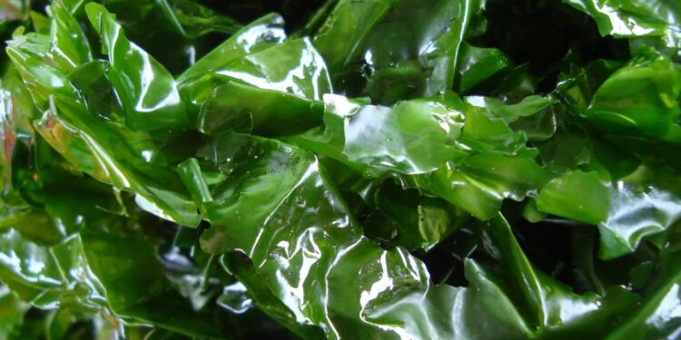 Algas marinas “dan vida” a los suelos agrícolas