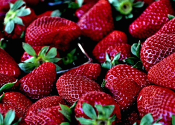 Nuevo biofertilizante mejora las propiedades nutritivas de las fresas