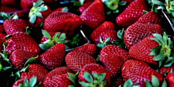 Nuevo biofertilizante mejora las propiedades nutritivas de las fresas