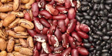 Frijol orgánico mexicano, entre los superfoods mundiales