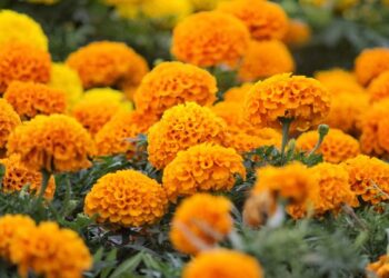 Puebla lidera producción nacional de cempasúchil