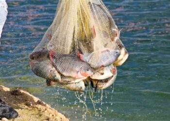 Reconoce la Conapesca esfuerzos de acuacultura y pesca sostenibles